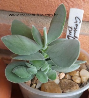 Crassula Dubia Cotyledonis Thunberg Suculenta Folhas Redondas