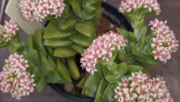 Crassula Springtime com Flor Foto da Flor da Crassula Primavera 