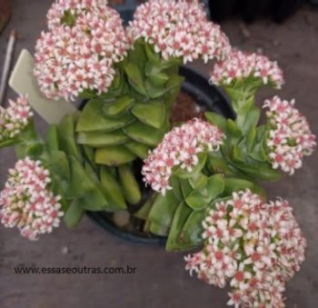 Crassula Springtime com Flor Foto da Flor da Crassula Primavera 