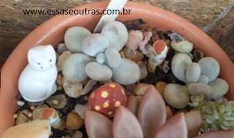 Pode Decapitar Suculenta Pedra da Lua? Pachyphytum Oviferum