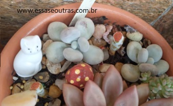 Pode Decapitar Suculenta Pedra da Lua? Pachyphytum Oviferum