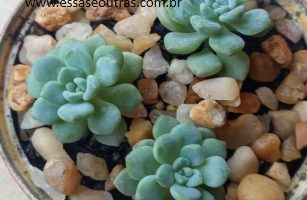 Echeveria Amoena – Mini Suculenta Espécie, Como Cuidar