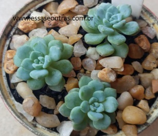 Echeveria Amoena – Mini Suculenta Espécie, Como Cuidar