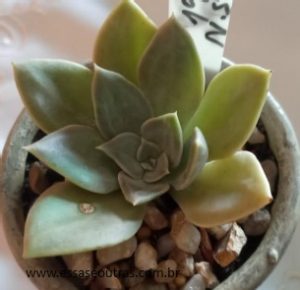 echeveria-concret-jungle-muda-