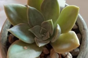 Echeveria Concret Jungle ou Selva de Concreto – Muda