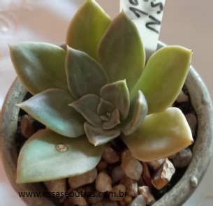 Echeveria Concret Jungle ou Selva de Concreto – Muda