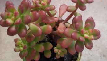 Echeveria Macdougallii – Foto da Muda e Cuidados Suculenta