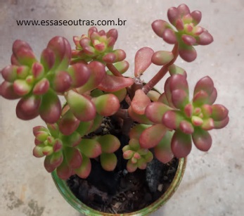 Echeveria Macdougallii – Foto da Muda e Cuidados Suculenta