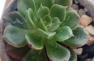 Echeveria Montserrat – Foto da Muda, Suculenta Hibrida