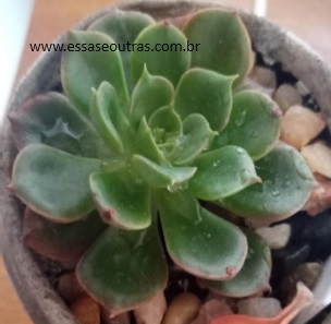 Echeveria Montserrat – Foto da Muda, Suculenta Hibrida