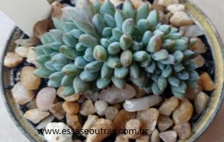 Echeveria Rundelli Suculenta Setosa Diminuta Bombinha Mexicana