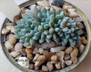 Echeveria Rundelli Suculenta Setosa Diminuta Bombinha Mexicana