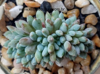 muda-da-echeveria-rundelli-setosa-diminuta-