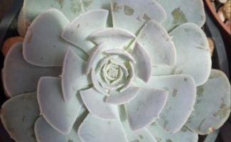 Echeveria Wavellite – Foto da Muda, Rega, Substrato, Sol
