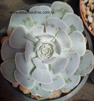 Echeveria Wavellite – Foto da Muda, Rega, Substrato, Sol