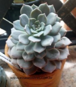 graptoveria-superprimavera-como-fazer-muda-