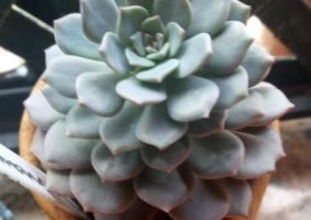 Graptoveria Super Primavera – Suculenta Hibrida Rosada