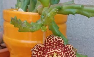 Cacto Orbea Variegata ou Flor Estrela – Floração e Cuidados