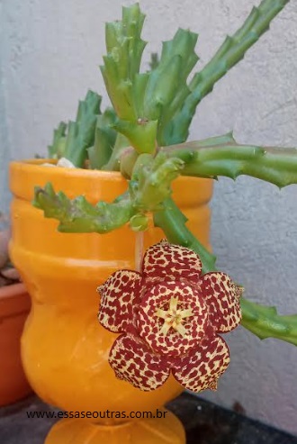 Cacto Orbea Variegata ou Flor Estrela – Floração e Cuidados