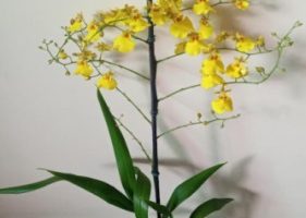 Orquídea Chuva de Ouro – Muda, Floração, Adubo e Cuidados