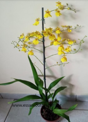 Orquídea Chuva de Ouro – Muda, Floração, Adubo e Cuidados