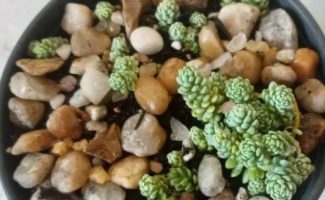 Cuidar do Sedum Dasyphyllum Major sem Deixar Secar