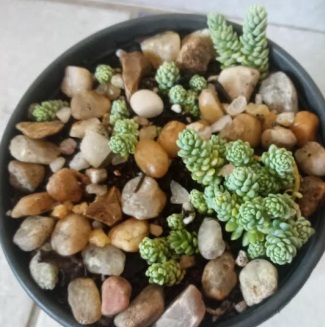 Cuidar do Sedum Dasyphyllum Major sem Deixar Secar