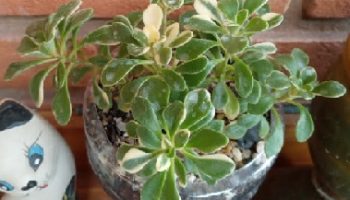 Aeonium Domesticum Variegata – Foto da Muda da Suculenta