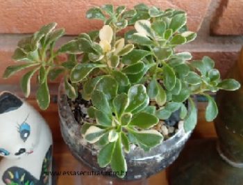 Aeonium Domesticum Variegata – Foto da Muda da Suculenta