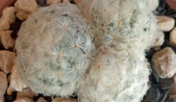 Cacto Mamillaria Plumosa Cacto Redondo coberto Pelos Brancos