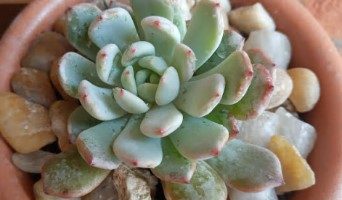 Echeveria Baena – Foto da Muda da Suculenta Pequena