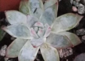 Echeveria Colorata Tapalpa Foto, Muda Cuidados com Suculenta