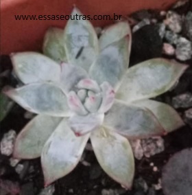 muda-da-echeveria-colorata-tapalpa-