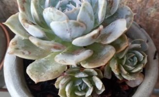 Echeveria Deresina – Suculenta Hibrida da Derembergii e Elegans