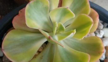 Echeveria Enfant variegata – Suculenta Coreana, Foto da Muda