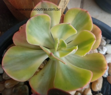 muda-da-echeveria-enfant-variegata-