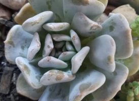 Echeveria Exotic Muda da Suculenta Hibrida da Laui e Topsy Turvy