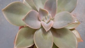 Echeveria Gisele ou Sanyatwe – Cuidar da Muda Suculenta 