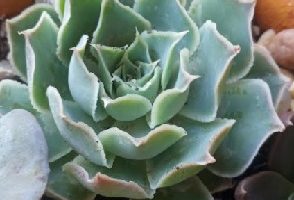Echeveria Simulans Laguna Sanches – Foto da Muda e Cuidados