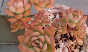 Echeveria New Querência – Suculenta Mini em Forma de Arvoreta