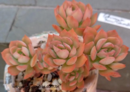 echeveria-new-querência-muda-