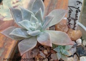 Graptopetalum Paraguaiense variegata Foto, Muda Como Cuidar