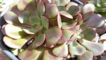 Echeveria Rauber – Suculenta de Folhas vermelhas Manchadas