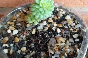 Echeveria Vicent Catto – Foto da Mini Suculenta Hibrida