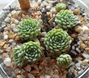 muda-da-echeveria-vicent-catto-