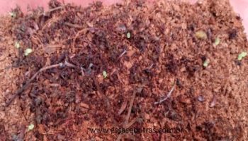 Plantar Suculentas por Sementes Fertilizadas Germinam?