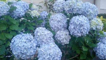 Flores em Porto, Portugal – Jardins Floridos na Viagem