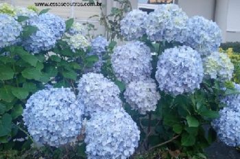 Flores em Porto, Portugal – Jardins Floridos na Viagem