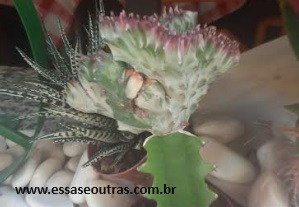 euphorbia-lactéa-cristata-na-pitaya-