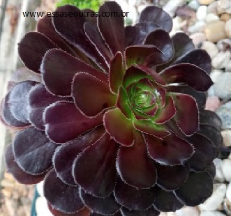 aeonium-negro-com-roseta-grande-